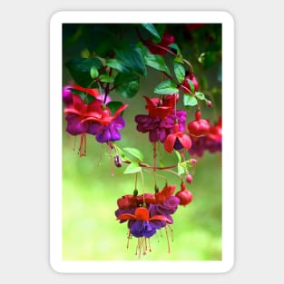 Fuchsia Sticker